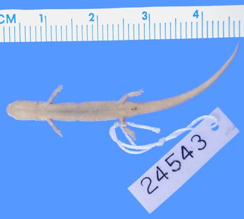 Media type: image; Herpetology A-24543